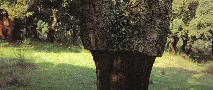 El árbol del alcornoque