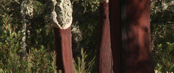 El árbol del alcornoque en Cerdeña